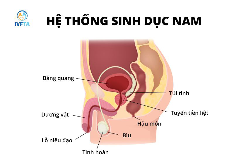 Tinh hoàn là cơ quan quan trọng trong hệ thống sinh sản ở nam giới