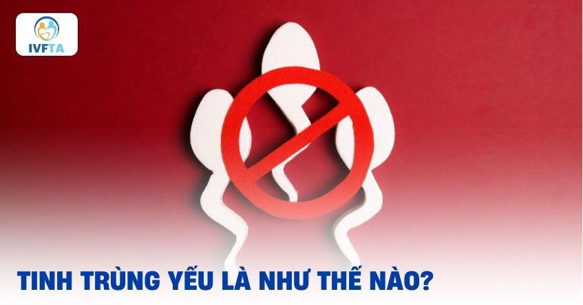 Tinh trùng yếu là gì? Tinh trùng yếu là gì?