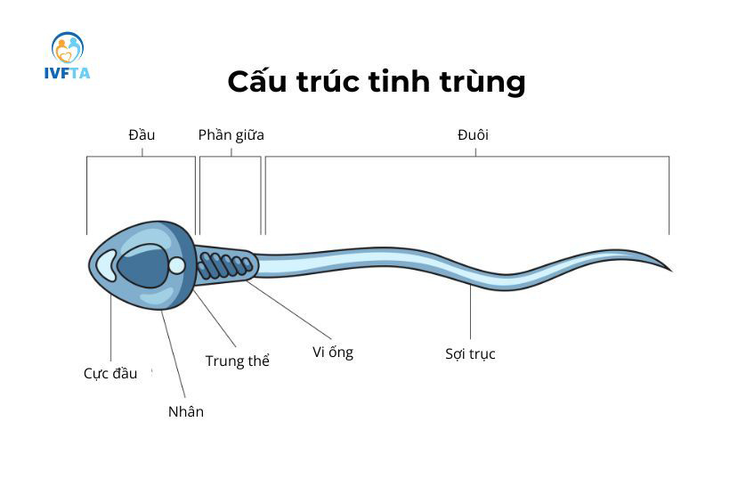 Cấu tạo của một tế bào tinh trùng của nam giới