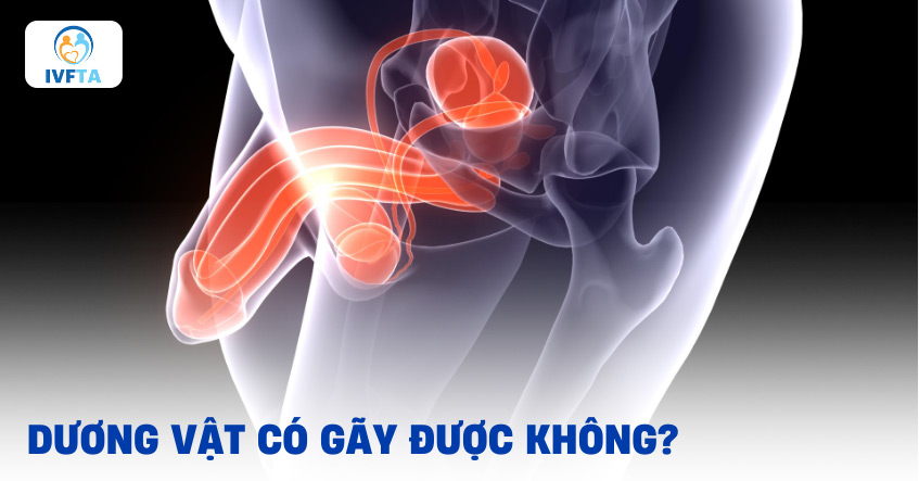 Dương vật có gãy được không? Làm sao để tránh nguy cơ bị gãy?