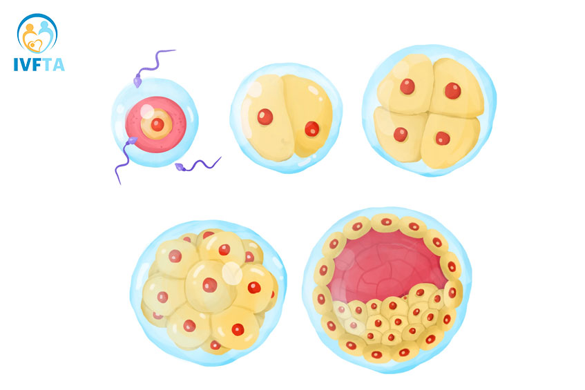phoi-thai-phat-trien-bat-thuong phoi-thai-phat-trien-bat-thuong