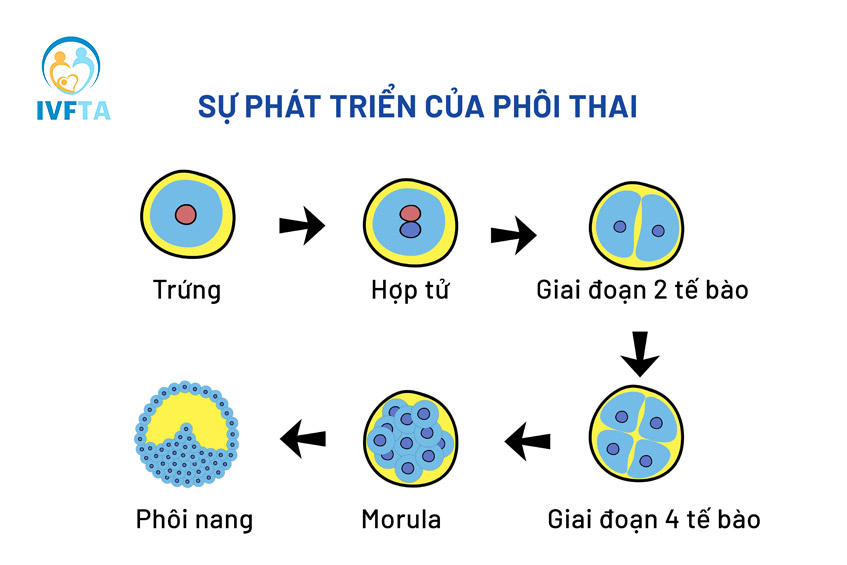 việc chuyển phôi ngày 6