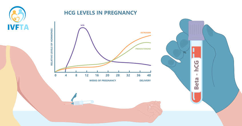 Xét nghiệm beta ngày 12 sau chuyển phôi ngày 3  có vai trò quan trọng trong việc đánh giá sớm khả năng làm tổ của phôi
