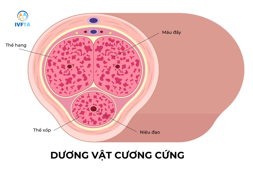 Cấu tạo dương vật không có xương hay sụn