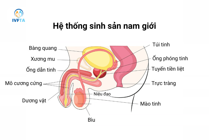 Cấu tạo hệ thống sinh sản nam giới