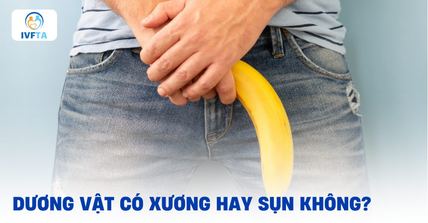 Dương vật có xương không?
