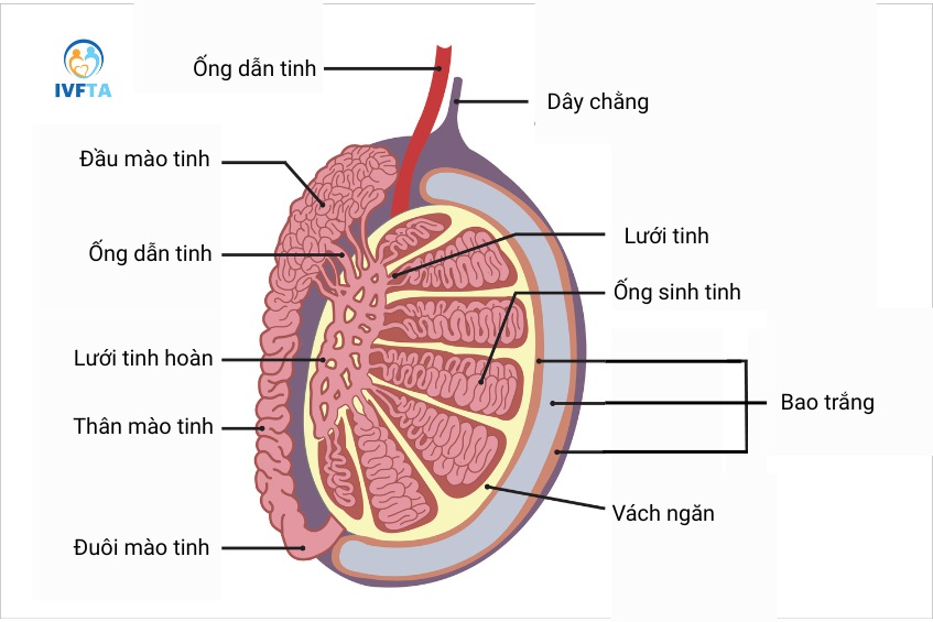 Hình ảnh giải phẫu cấu tạo mào tinh hoàn và tinh hoàn Hình ảnh giải phẫu cấu tạo mào tinh hoàn và tinh hoàn