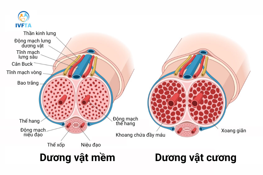 Giải phẫu dương vật mềm và dương vật đang cương cứng