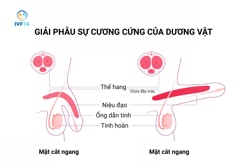 Mặt cắt dương vật cương cứng