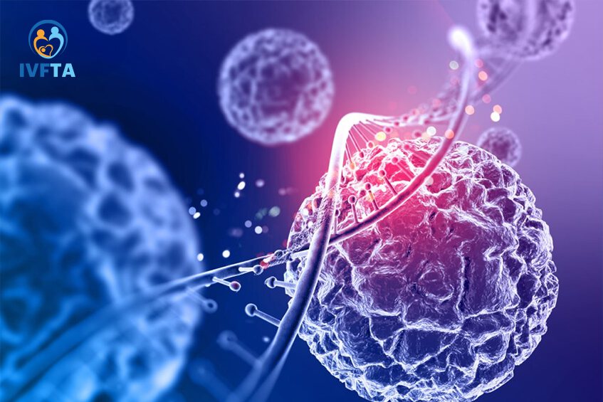 Số lượng trứng có ảnh hưởng bởi yếu tố di truyền Số lượng trứng có ảnh hưởng bởi yếu tố di truyền