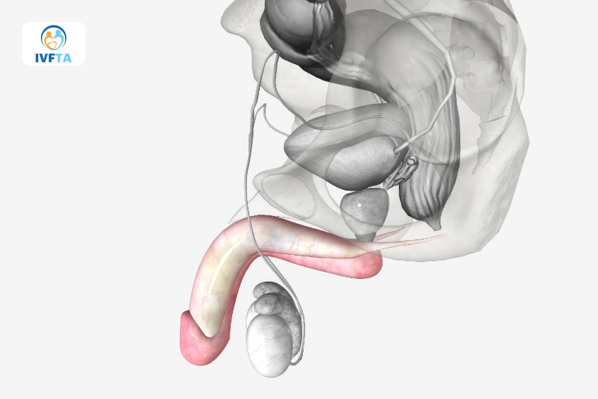 Ung thư dương vật tuy không phổ biến nhưng mức độ nguy hiểm lại rất cao Ung thư dương vật tuy không phổ biến nhưng mức độ nguy hiểm lại rất cao