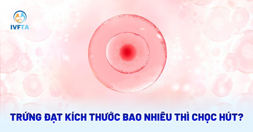 Trứng đạt kích thước bao nhiêu thì chọc hút được? [Giải đáp]