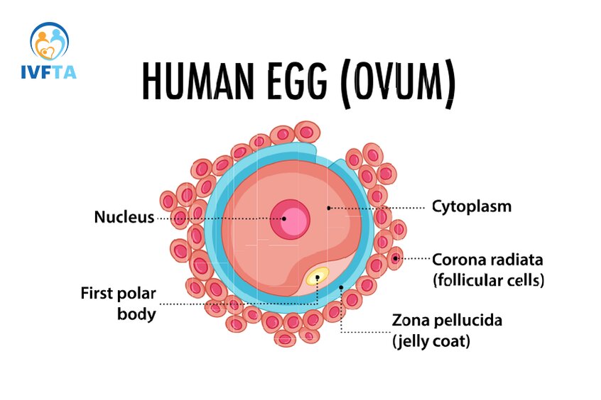 Trứng phát triển đến kích thước từ 18 - 22mm là lý tưởng để chọc hút trong IVF