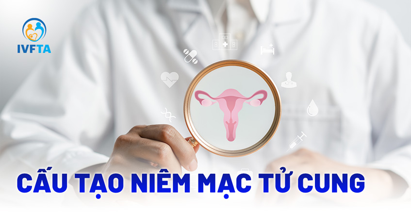 Cấu tạo niêm mạc tử cung