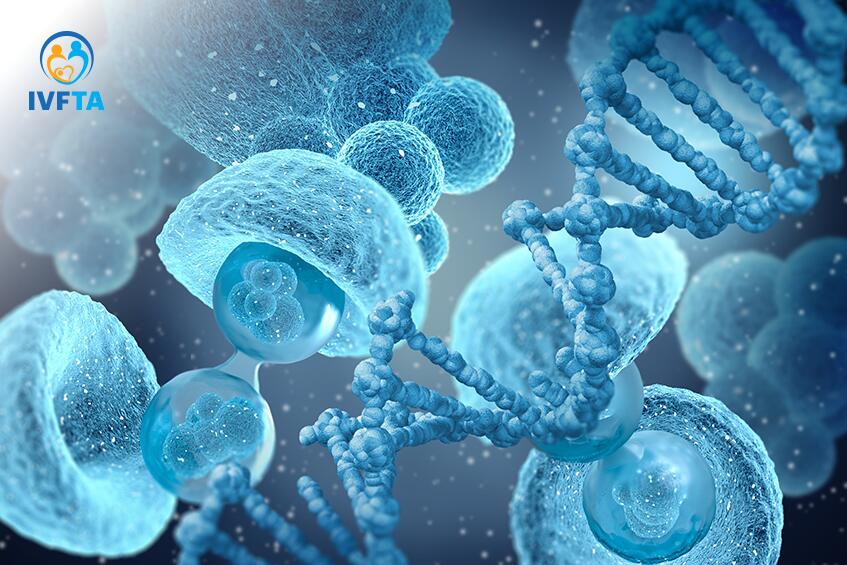 Sự bất thường nhiễm sắc thể là một trong những yếu tố gây ảnh hưởng đến số lượng phôi trong IVF Sự bất thường nhiễm sắc thể là một trong những yếu tố gây ảnh hưởng đến số lượng phôi trong IVF