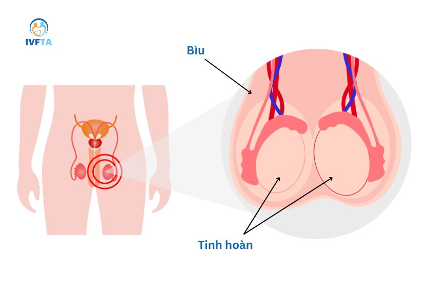 Bìu giúp bao bọc, bảo vệ và nâng đỡ tinh hoàn, hạn chế những chấn thương ảnh hưởng đến tinh hoàn