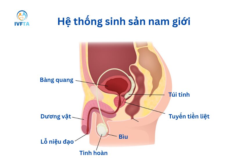 Bìu nằm dưới dương vật, có chức năng bao bọc và bảo vệ tinh hoàn