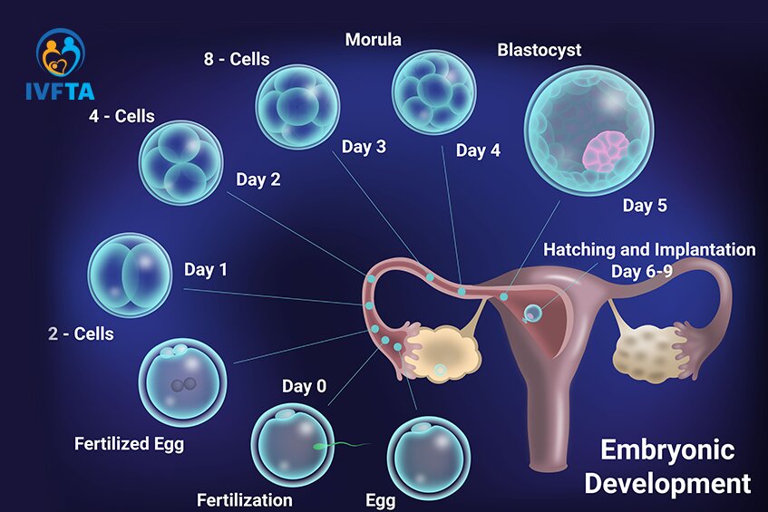 Tỷ lệ nuôi trứng thành phôi phụ thuộc vào nhiều yếu tố, không phải mọi noãn đều phát triển thành phôi Tỷ lệ nuôi trứng thành phôi phụ thuộc vào nhiều yếu tố, không phải mọi noãn đều phát triển thành phôi