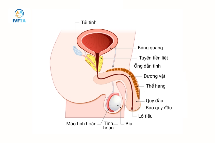Hình ảnh giải phẫu vị trí lỗ tiểu ở nam giới