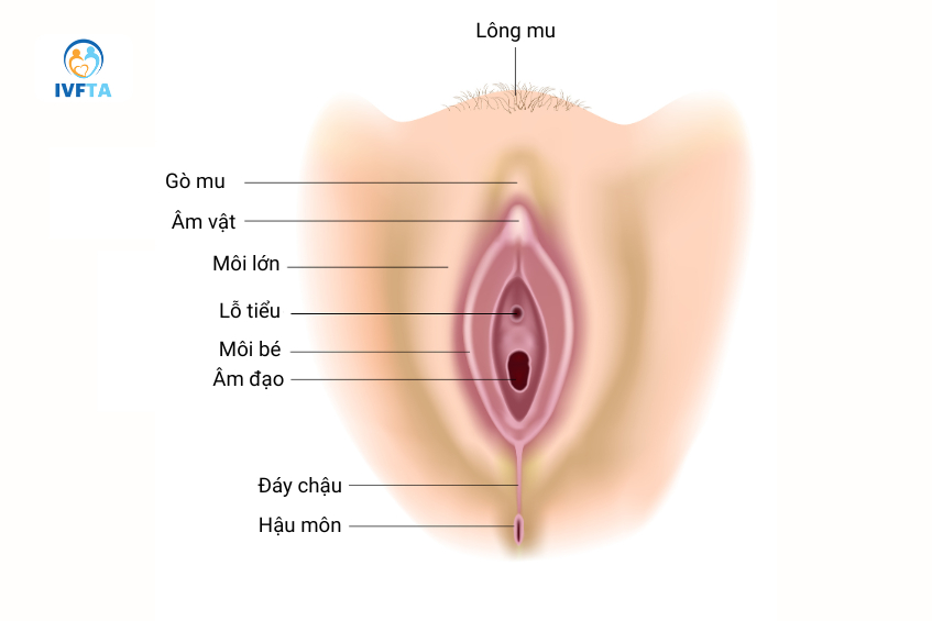Hình ảnh giải phẫu vị trí lỗ tiểu ở nữ giới