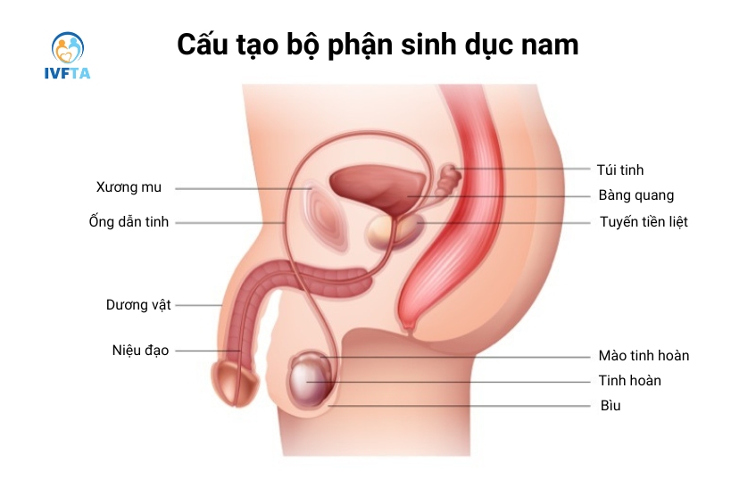 Niệu đạo nam dài khoảng 18 - 20cm