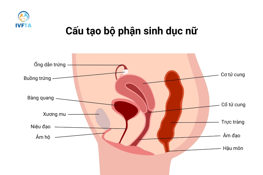 Niệu đạo nữ thường ngắn hơn, chỉ khoảng 4cm