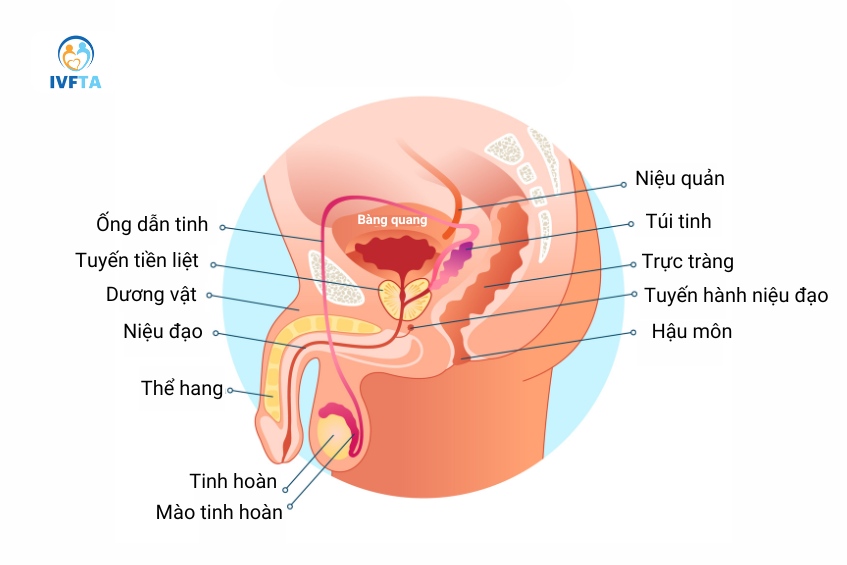 Đường ống này là cơ quan quan trọng giúp vận chuyển và lưu trữ tinh trùng trong quá trình xuất tinh
