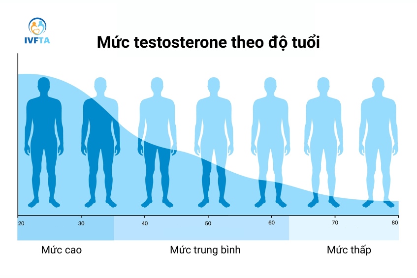 Leydig đảm nhận chức năng sản xuất testosterone thúc đẩy quá trình sinh tinh và duy trì sinh lý nam Leydig đảm nhận chức năng sản xuất testosterone thúc đẩy quá trình sinh tinh và duy trì sinh lý nam