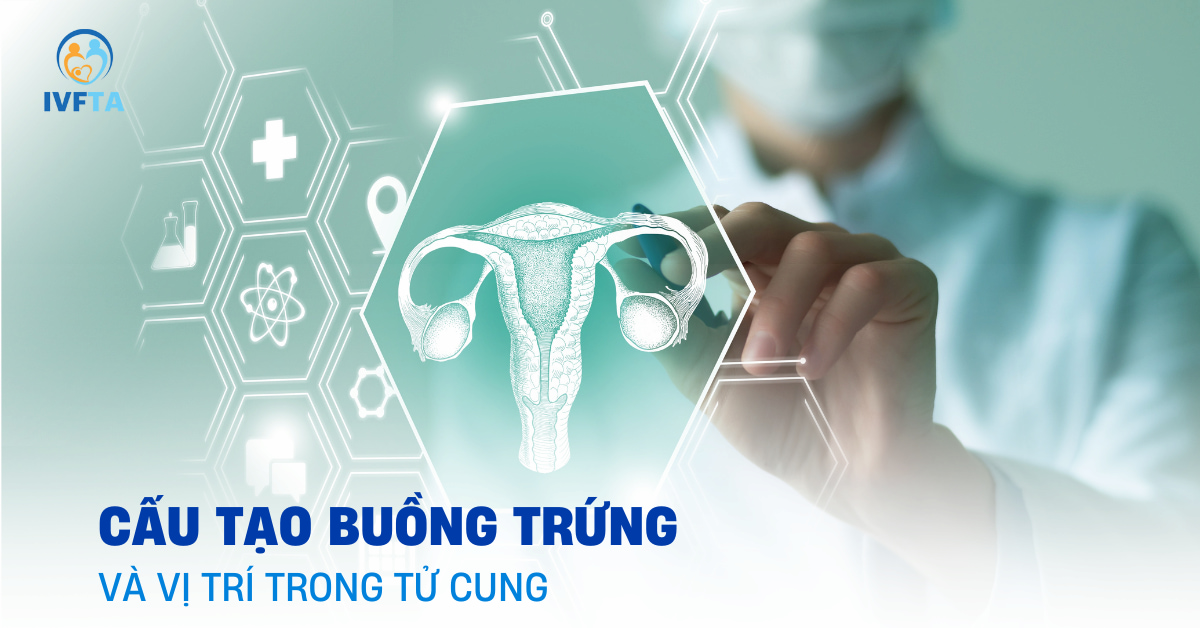 buồng trứng là gì