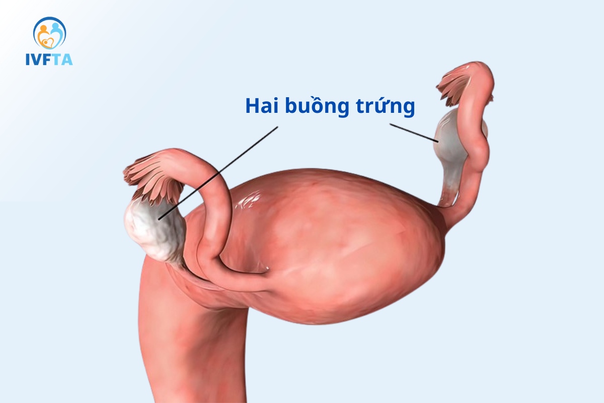 hình ảnh minh họa vị trí buồng trứng