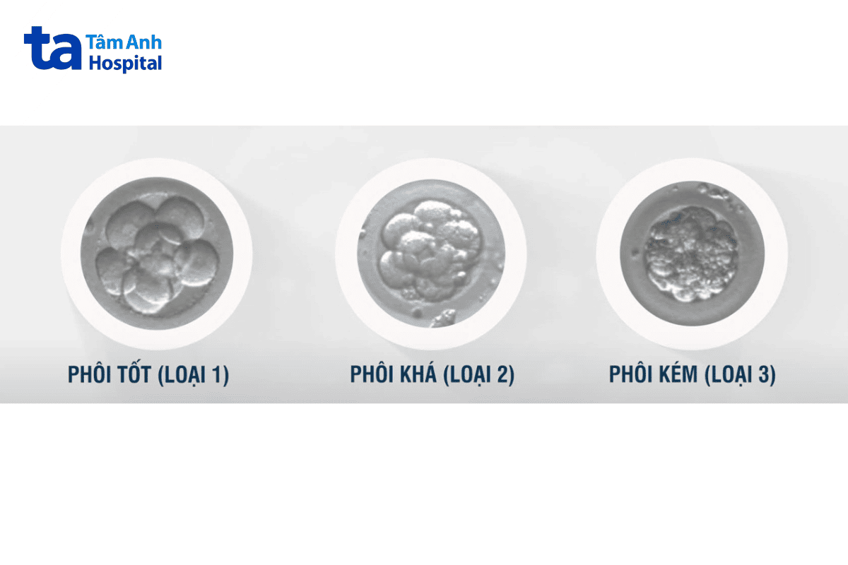 phôi kém là những phôi có bất thường về hình thái học và tốc độ phát triển